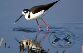 Black-necked Stilt 2-min