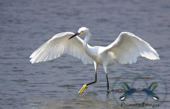 Snowy Egret -min